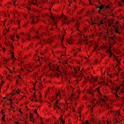 Février de l’Amour ! Nos recommandations