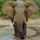 Illustration du profil de Elephant
